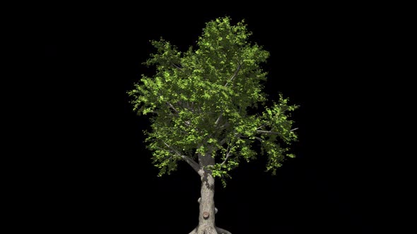 Tree With Foliage And Alpha Channel