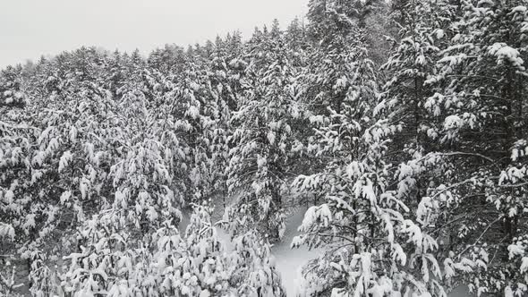 Gorgeous Snowy Forest in Cool Winter Weather Aerial View