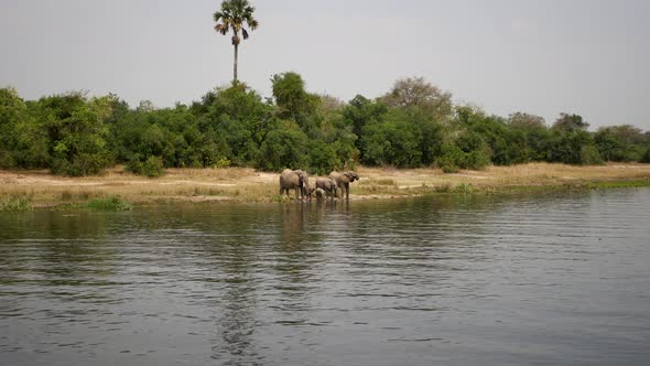 Family Of Wild African Elephants On The Shore Of The River Drinking Water