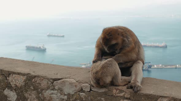 Monkey Playing on a Beach in Sea