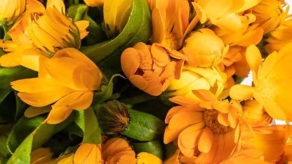 A Large Number of Calendula Flowers Close-up, Time Lapse