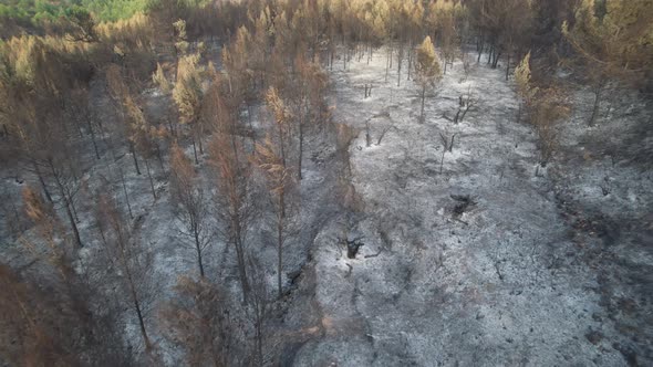 Dramatic and sad view of a  mediterranean pine forest after a huge fire during an extreme heat wave