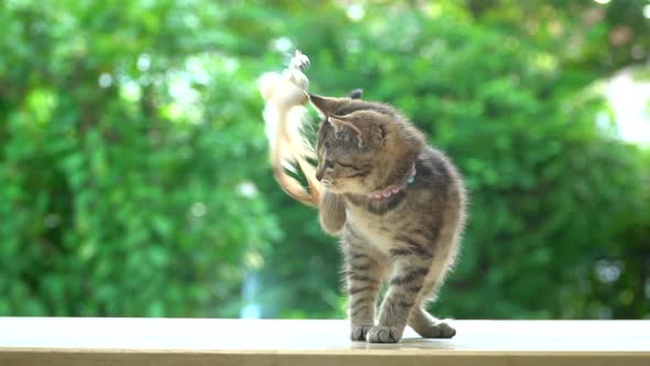 Cute Scottish Kitten Playing Toy On Table