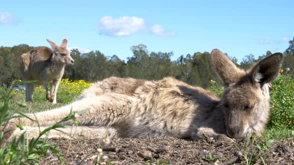 A baby Kangaroo lays down to rest in a field full of yellow flowers while in the background a older