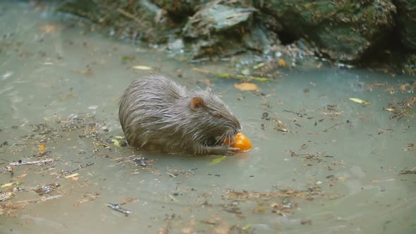 Beaver Eats Carrot
