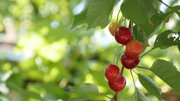 Orchard of Prunus avium with tasty fruit 4K 2160p 30fps UltraHD footage - Juicy red cherries on tree