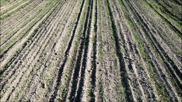 Flying Over Young Shoots of Grain Growing in Spring