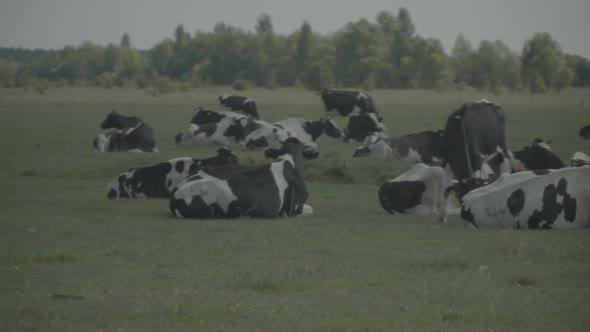 Cow. Cows in a Pasture on a Farm. Slow Motion