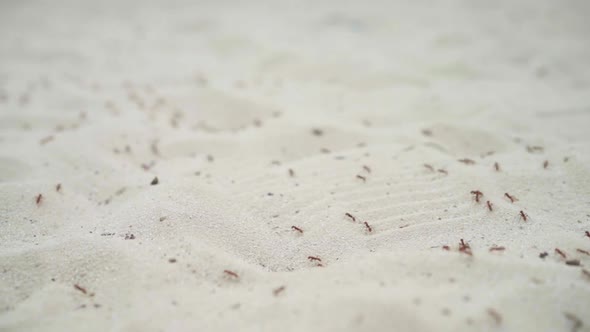 Big Colony Ant Migration On Sand Group Insects Traveling Selective Focus