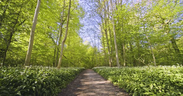 Forest Path with Blue Sky in Background and Forest Trees' Shadows on Ground