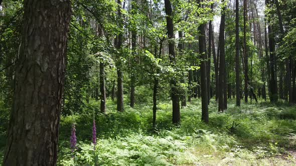 Trees in the Forest By Summer Day