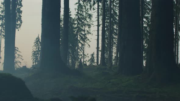 White dog running in a forest