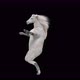 57 White Horse Dancing 4K - VideoHive Item for Sale