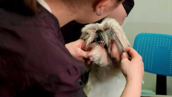 A Female Hairdresser Cuts the Beard of a Small Shih Tzu Dog in a Grooming Salon