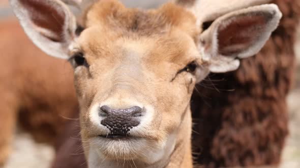 Deer in the National Park Close Up