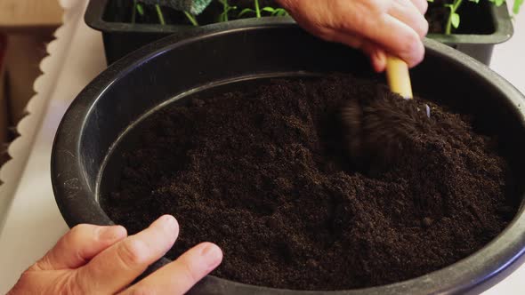 A Woman's Hand Mixes the Compost in a Bowl for Transplanting Tomato Seedlings