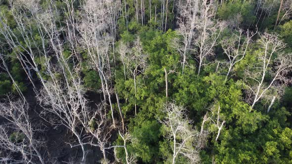 Leafless mangrove tree forest