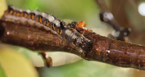 Yellow Tail Moth Euproctis Similis Caterpillar, Goldtail or Swan Moth Sphrageidus Similis