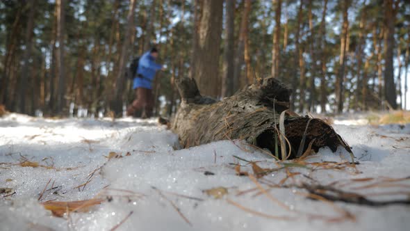 Hiker with Backpack Walking in the Pine Forest Covered with Deep Snow. Winter Activity and