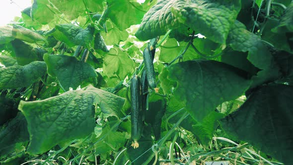 Fresh Cucumbers Grow on Plants in Greenhouse.