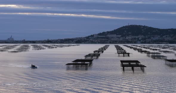 Oyster farming, pond of Thau, Bouzigue, Occitanie, France