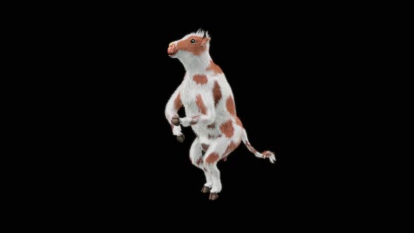 Cow Dance HD