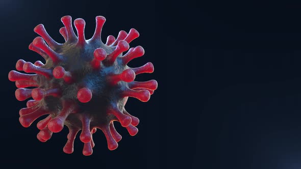 Corona Virus