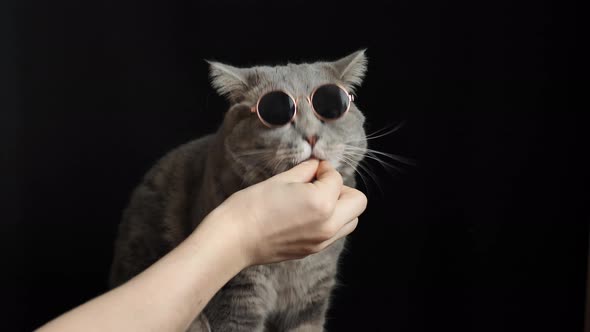 The cat in glasses eats, breed Scottish straight