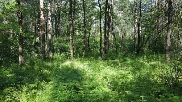 Beautiful Green Forest on a Summer Day Slow Motion