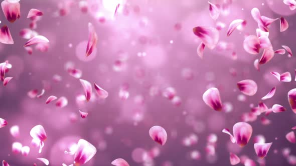 Whirl Flying Romantic Red Pink Rose Sakura Flower Petals Background Loop HD