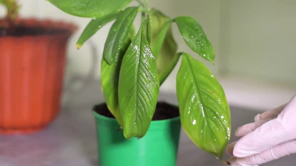 Spraying spathiphyllum or peace lily houseplant