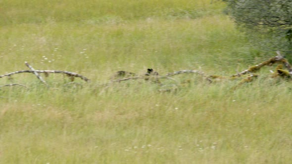 Black Bear Running In Grassland With Tall Grass Towards The Forest. - tracking shot