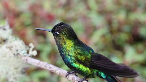 Costa Rica Fiery Throated Hummingbird (panterpe insignis) in Rainforest, Portrait of Active Birds Fl