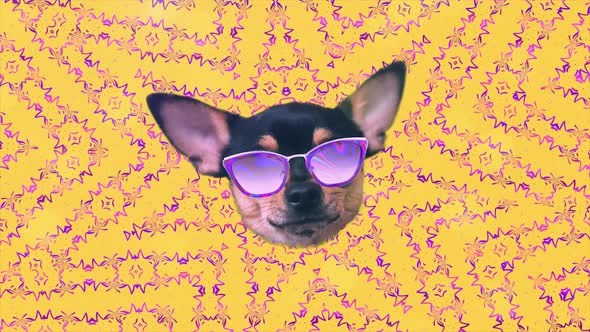 Dog Chihuahua Happy Faces Gif Animation Motion Design Pattern in 3d with Color Background Fashion