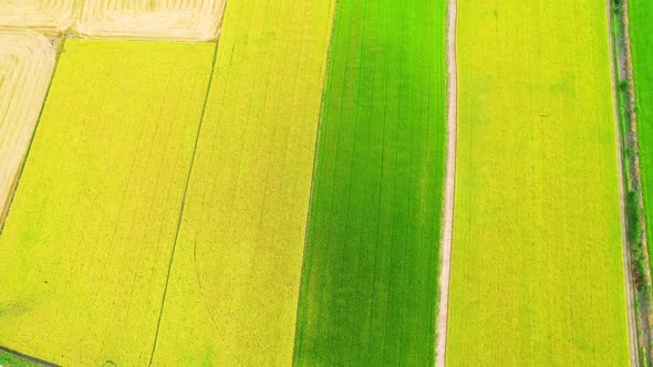 4K Aerial view of agriculture in rice fields for cultivation