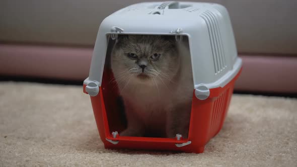 Stressed Cat Sitting Scared in Carrier, Afraid to Meet New Owners, Adoption