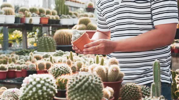 Close up of hands of man holding and observing miniature cactus plants at the nursery. Slow motion.