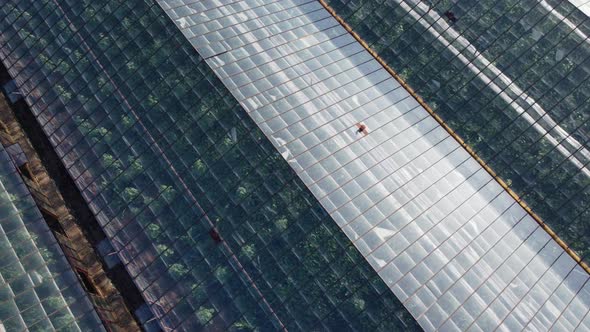 Drone Aerial View of Greenhouse or Glasshouse in Ecological Clean Area