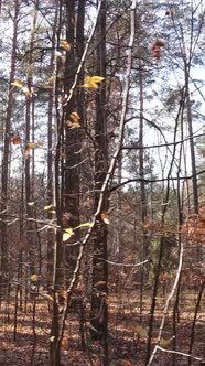 Vertical Video of an Autumn Forest During the Day