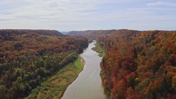 Smooth flight over a river surrounded by wonderful autumn colors of treetops of a forest: Drone shot