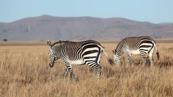 Grazing Cape Mountain Zebras