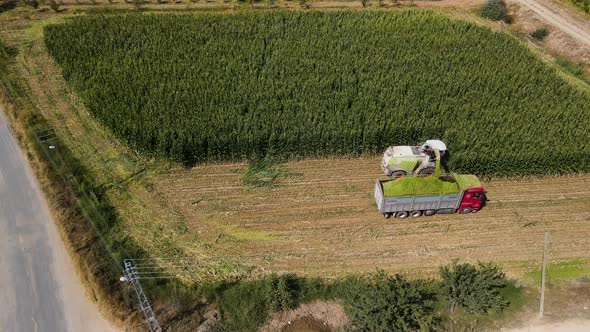 Harvesting Corn Grown in Farmer's Field