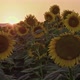 Sunflower Field In Sunset Lights - VideoHive Item for Sale