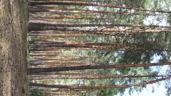 Vertical Video of a Wild Pine Forest Slow Motion