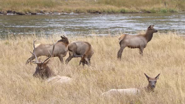 Small elk herd in grassy field next to the Madison River