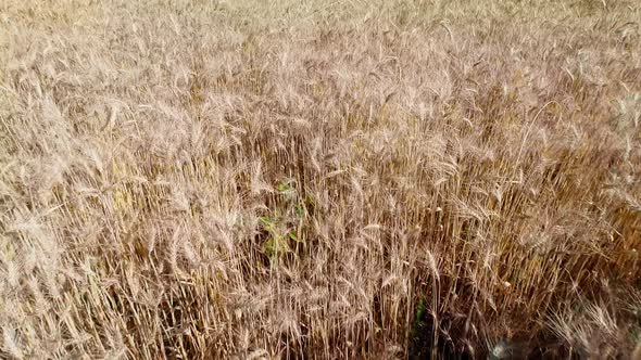 Wheat Field (4K)