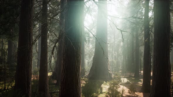 Sunrise in the Sequoias, General Grant Grove, Sequoia National Park