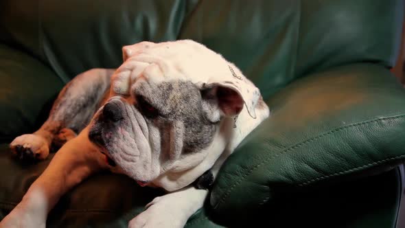 Olde English Bulldog relaxing in a chair