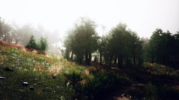 Beautiful Panoramic Landscape of the Pyrenees Mountain Valley