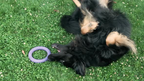 Dog Hovawart fooling around on the grass and Biting His Tail